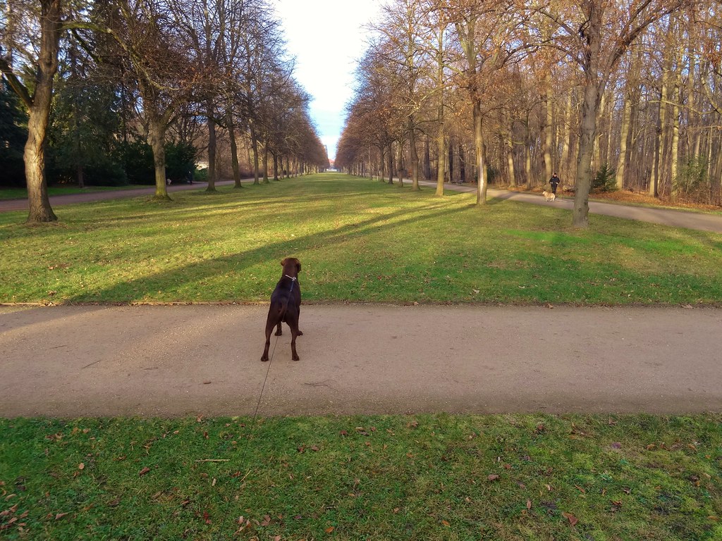 O meu cão comeu chocolate: o que fazer