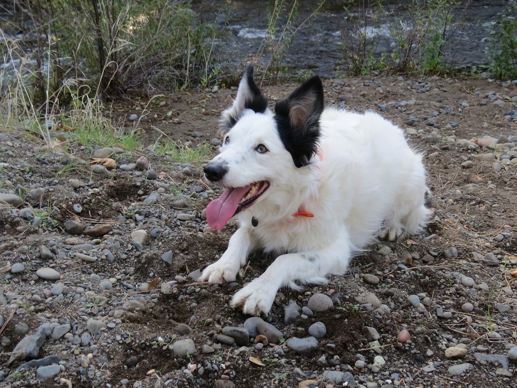 When is it really a veterinary emergency?