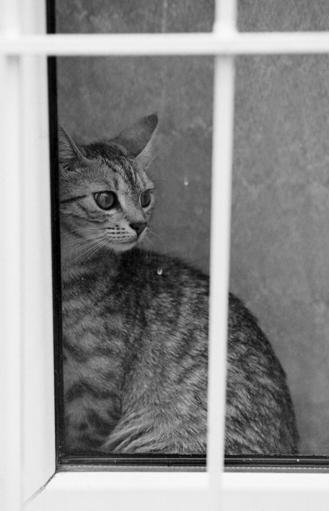 O meu animal comeu algo tóxico